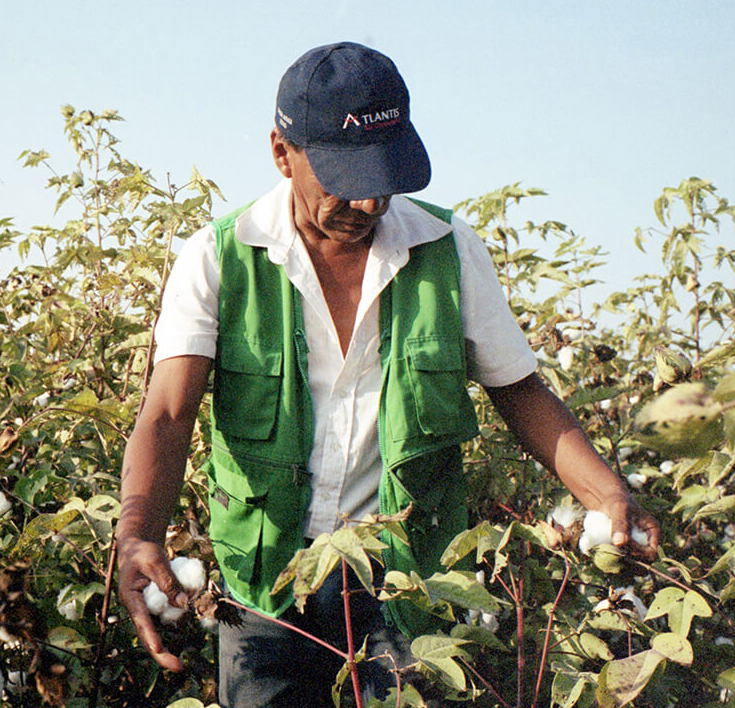 Organic cotton Harvesting Veja
