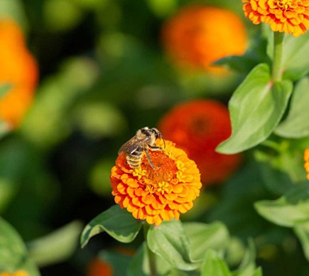 bee-pollinating-flower