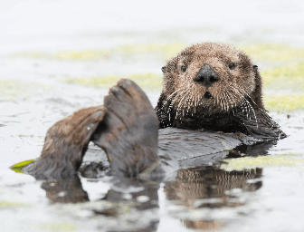 Sea-Otter-Monterrey-bay