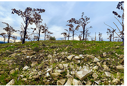 tablas creek limestone soils in dry farmed grenache