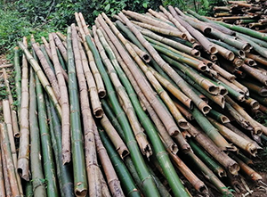 bamboo-sustainable-material
