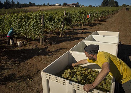 brooks-wine-grape-harvesting