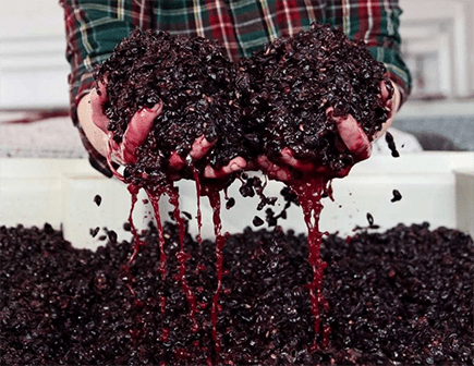 crushing-grapes-for-wine