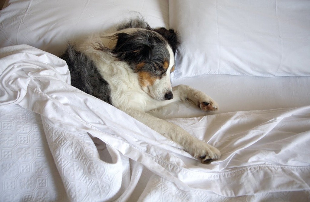 eco-friendly-dog-beds-image