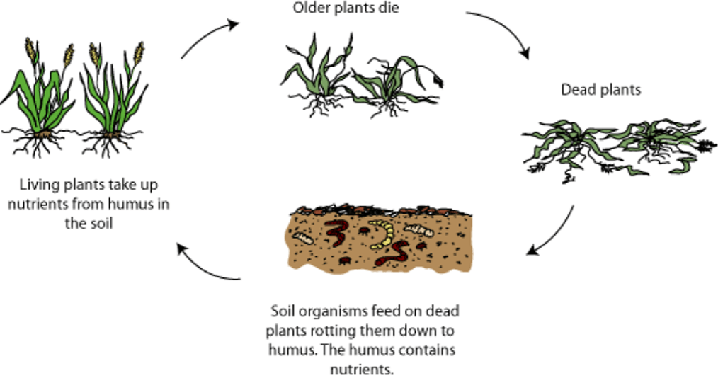 Plants dead. Гумус диаграмма. Humus Soil. Soil formation. Soil formation processes.