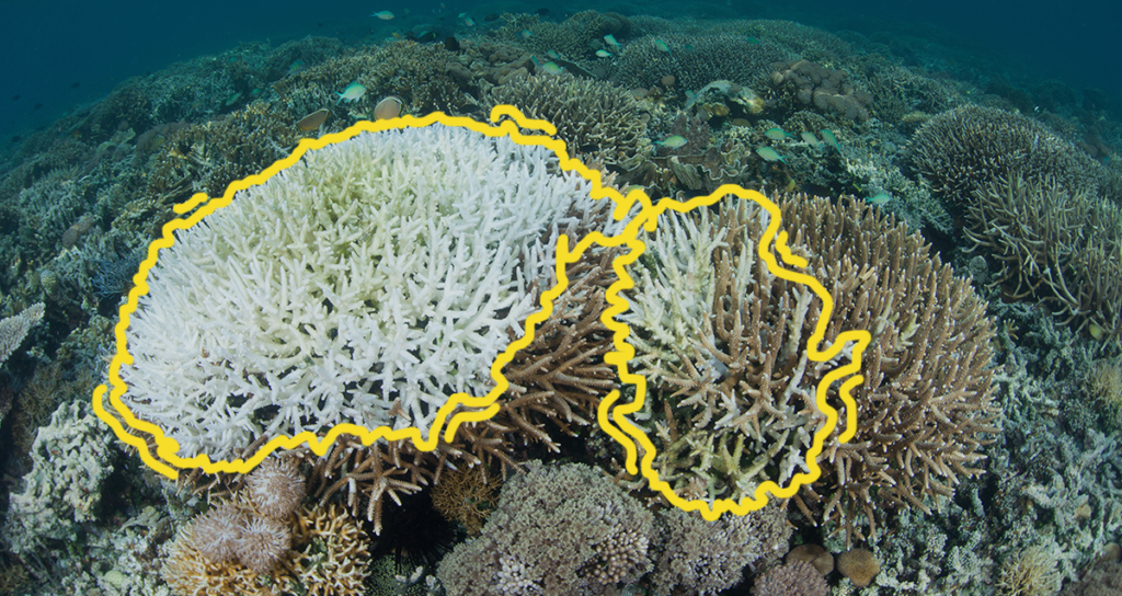 learn-coral-reefs-bleaching-graphic