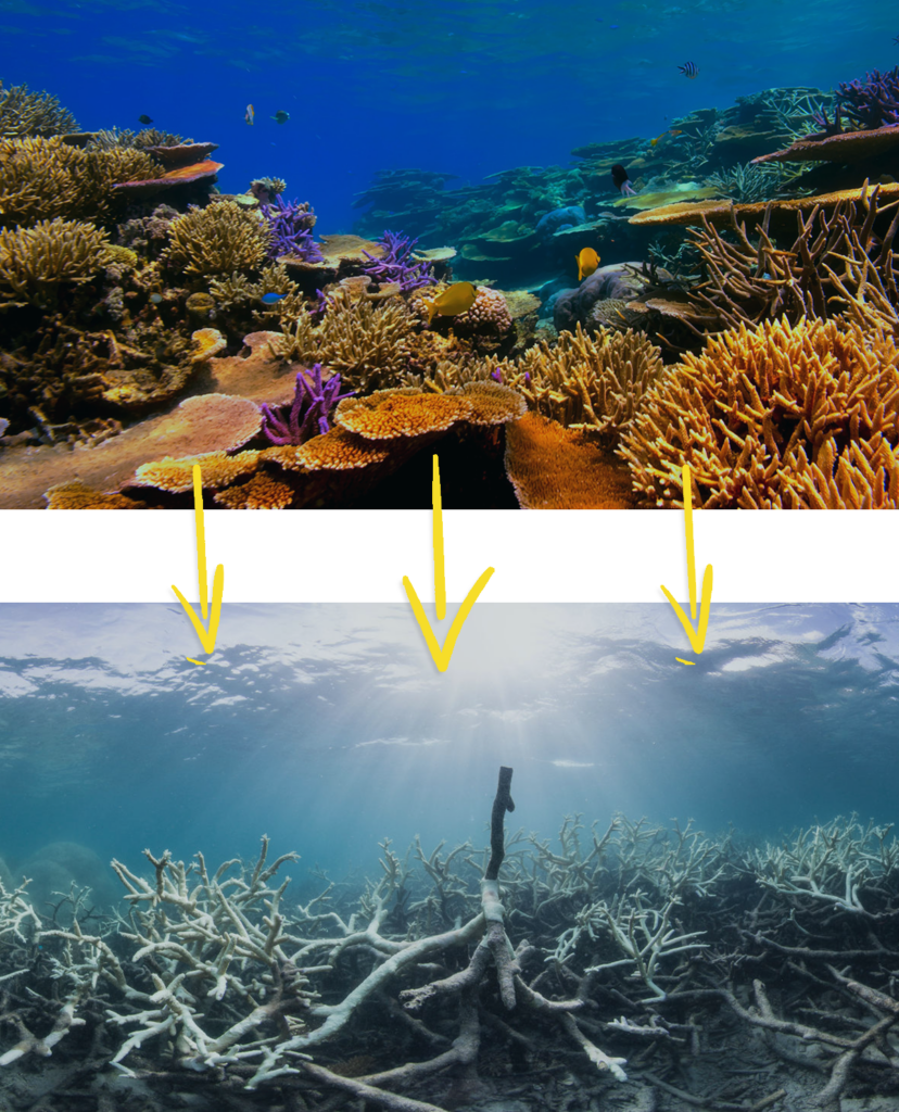 learn-coral-reefs-healthy-dying-reefs-graphic