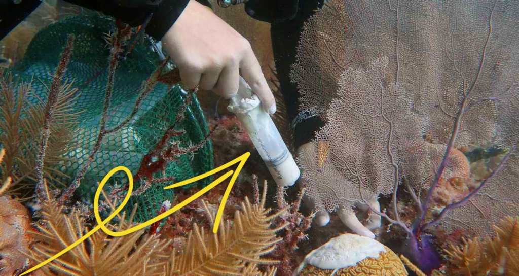 learn-coral-reefs-medicine