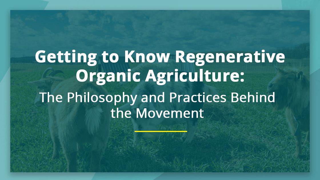 What is Regenerative Organic Agriculture? The Complete Guide to Planet-Saving Farming