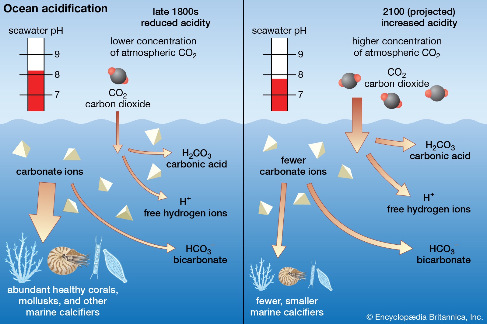 What is acidification