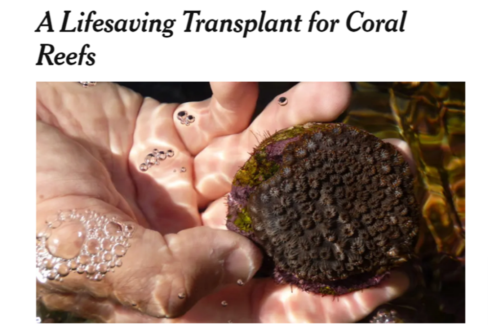 transplant-coral-reef-article-image